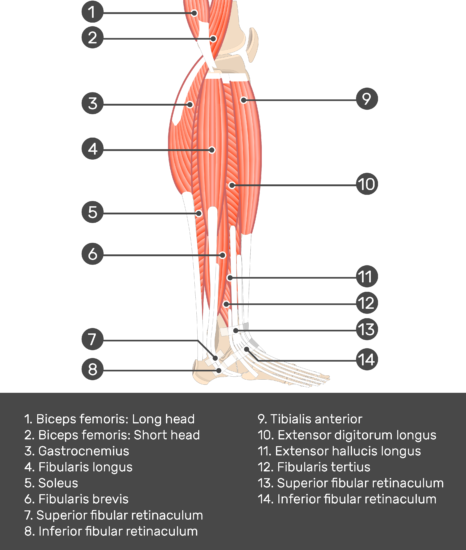Fibularis Longus Muscle - Attachments & Action fibular head diagram 