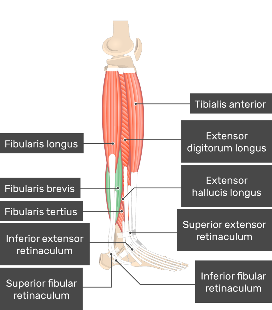 Fibularis Peroneus Brevis Muscle Attachments Actions Innervation