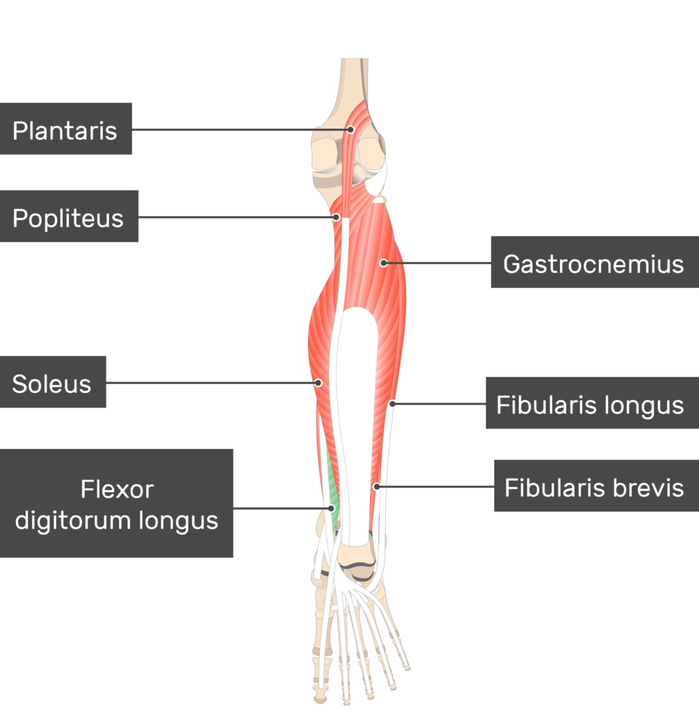 extensor digitorum longus muscle