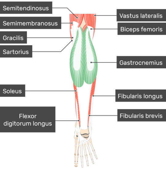 Gastrocnemius Muscle - Attachments, Actions & Innervation | GetBodySmart