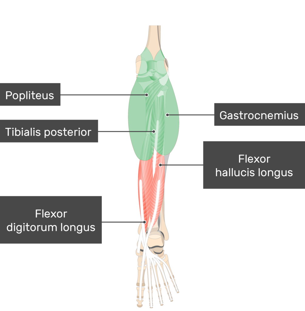 Gastrocnemius Muscle Attachments Actions And Innervation Getbodysmart