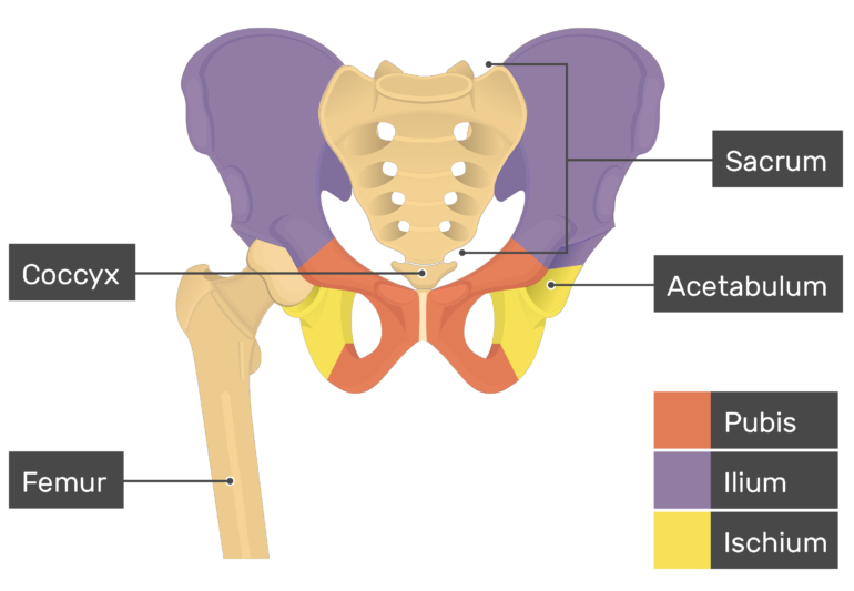 Hip Bone Diagram Labeled