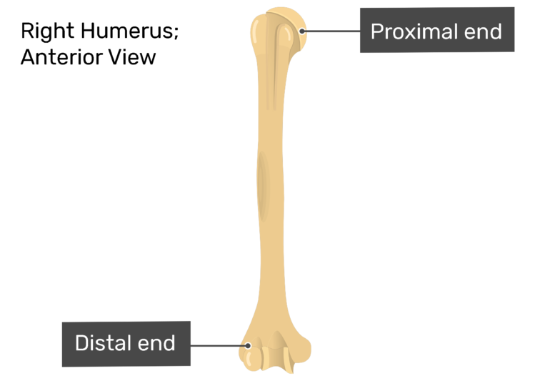distal humerus anatomy