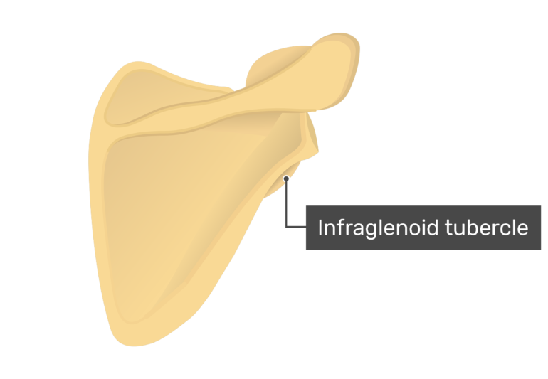 Posterior scapula with labeled infraglenoid cavity