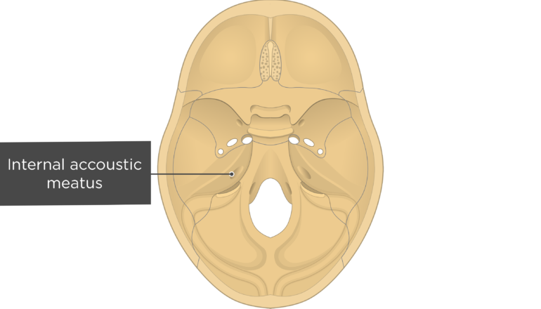 porus of internal auditory canal