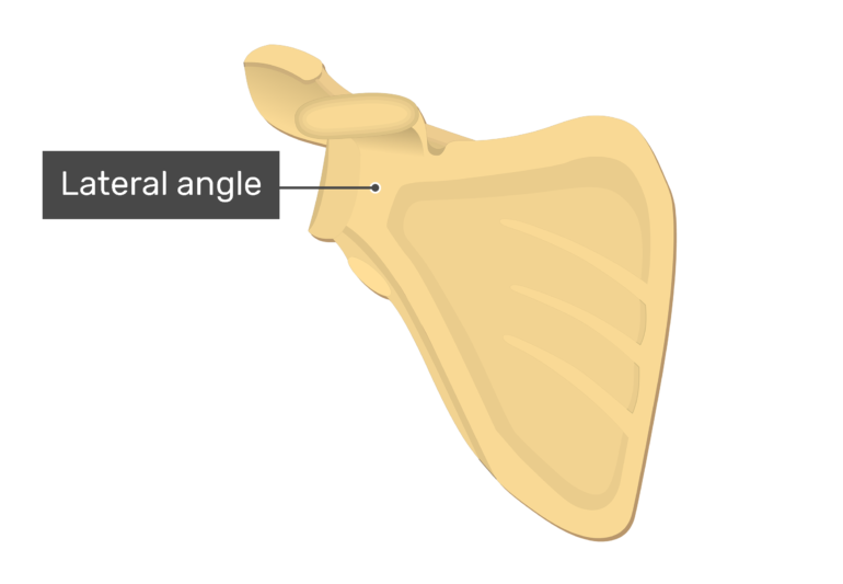 Anterior scapula with labeled lateral angle