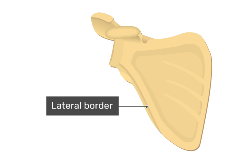 Anterior scapula with labeled lateral border