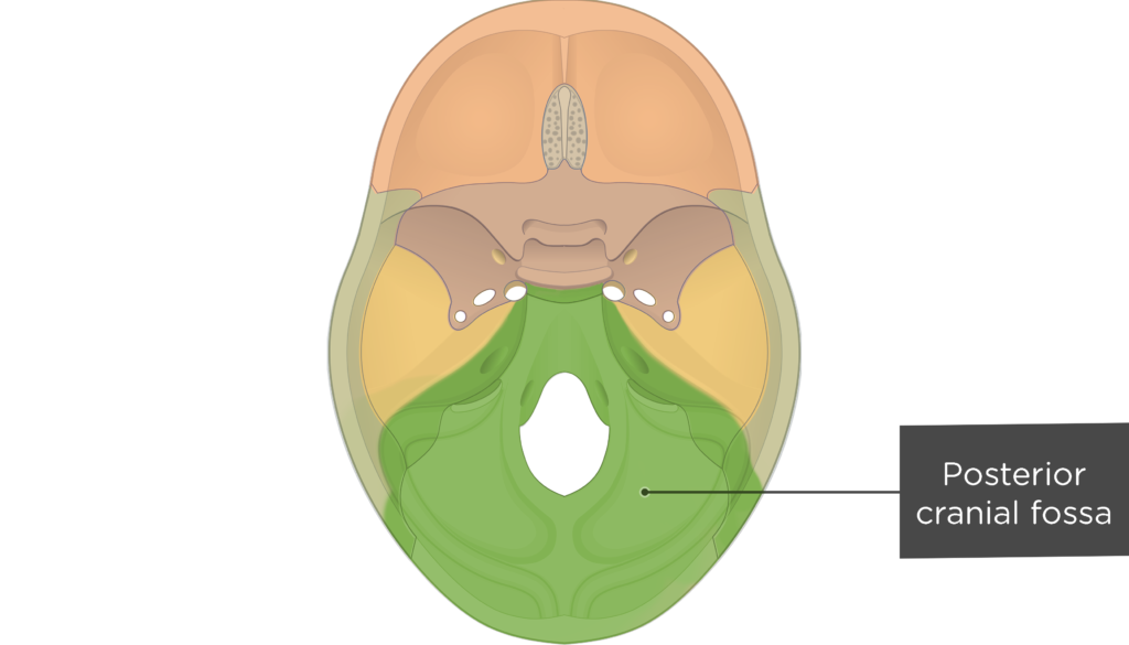 posterior cranial fossa