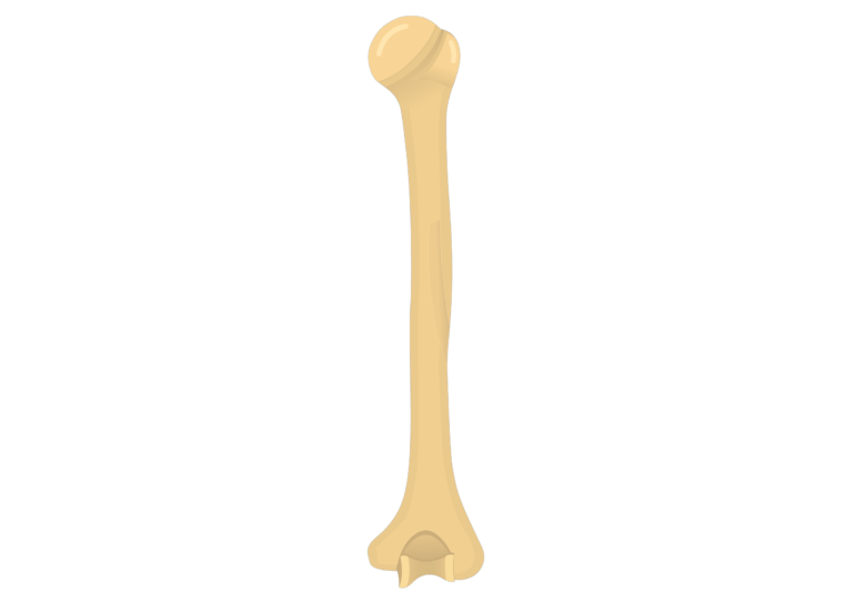 Humerus Bone Posterior Markings