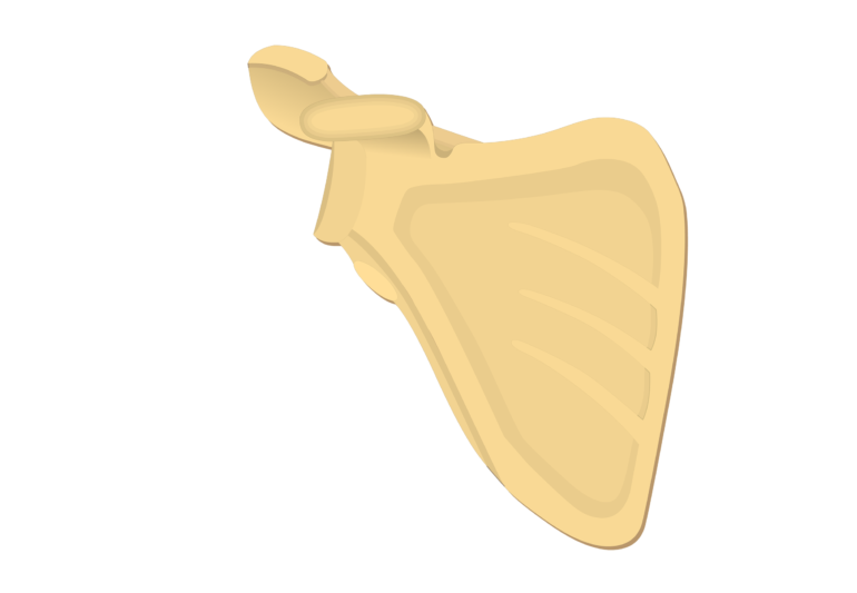 Illustration of anterior scapula
