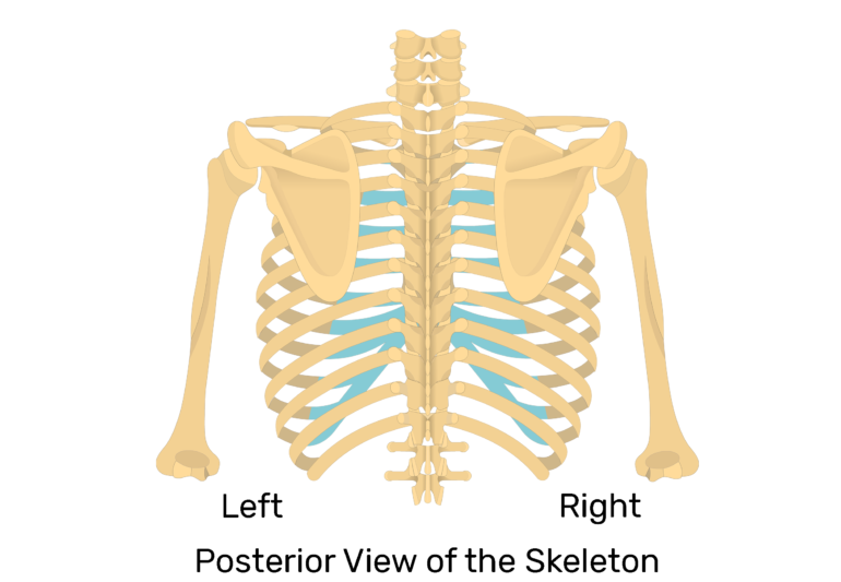 View of the scapula on posterior view