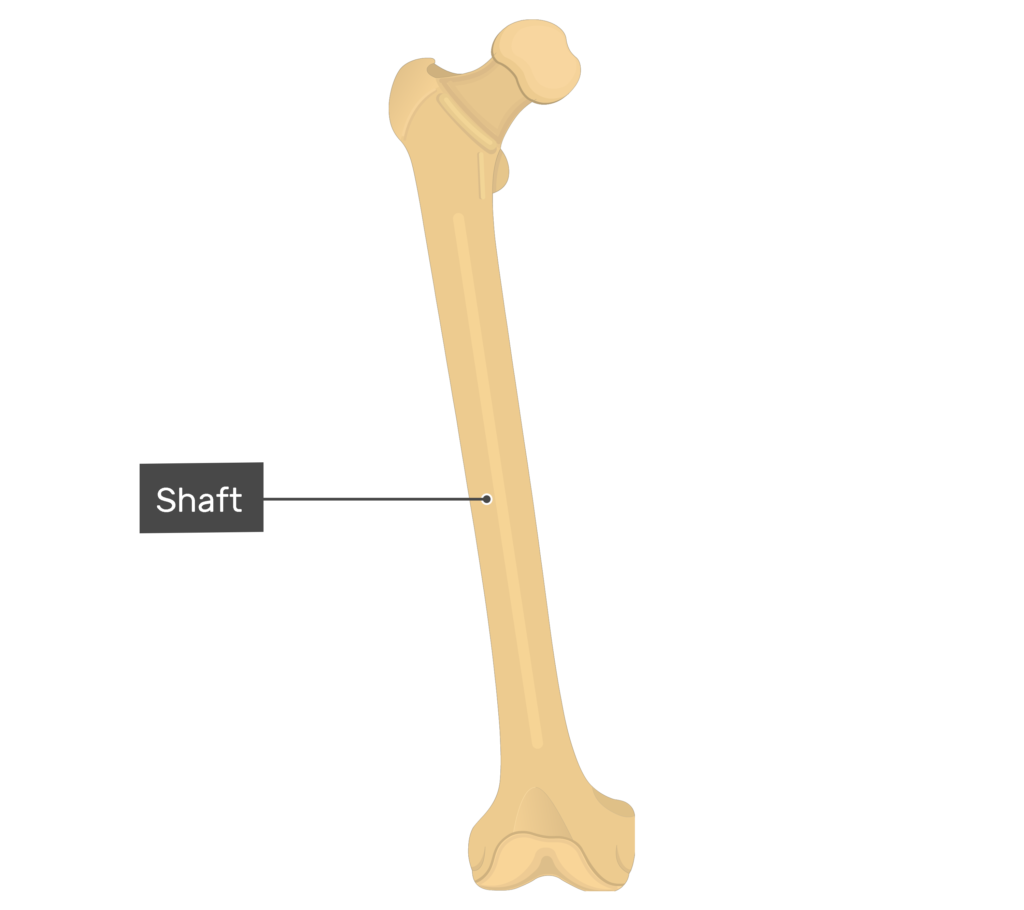 epicondyle of bone