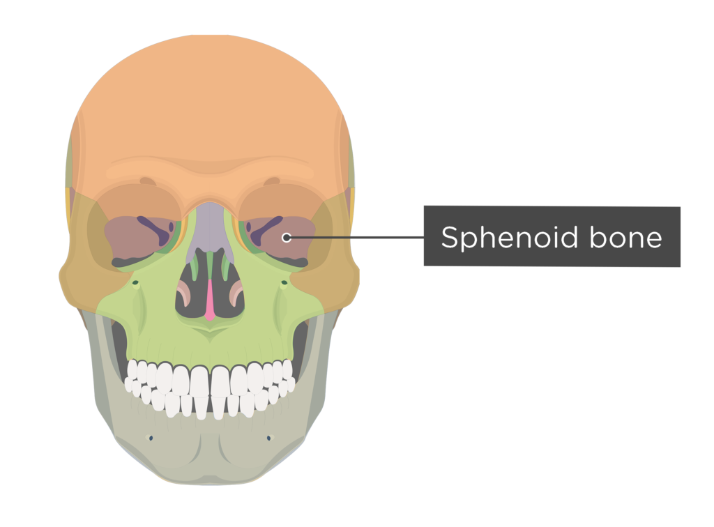 sphenoid bone anterior view