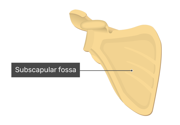 Anterior scapula with labeled subscapular fossa