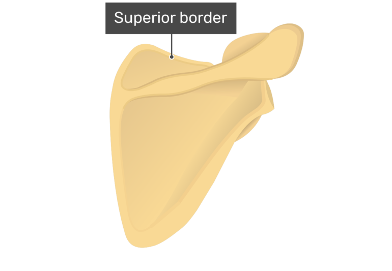 Posterior scapula with labeled superior border