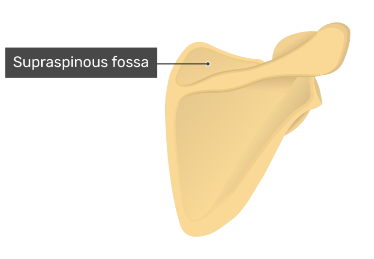 Posterior scapula with labeled supraspinous fossa