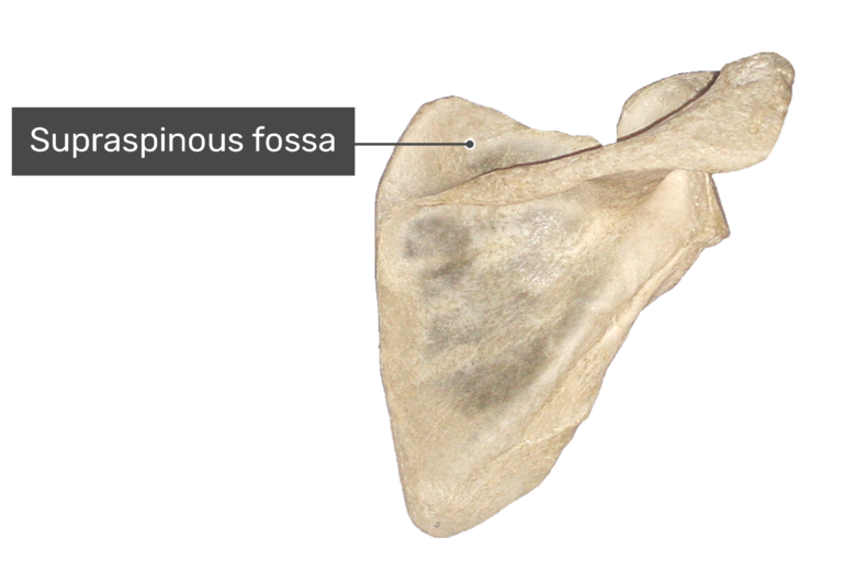 Posterior scapula bone with labeled supraspinous fossa
