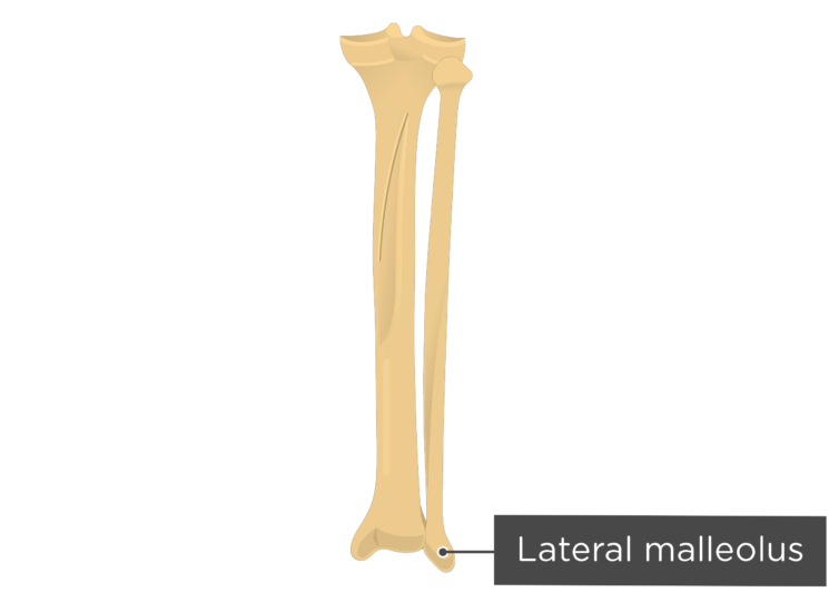 malleolus lateral