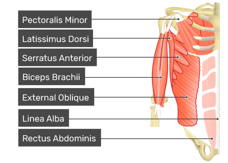 Transversus Abdominis Muscle
