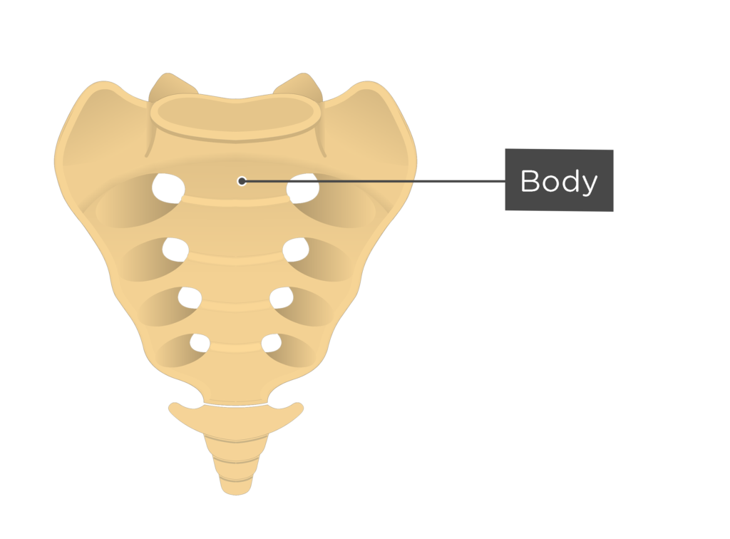 body of sacrum