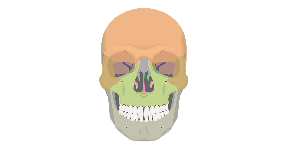 The Skull Bones - Anterior View