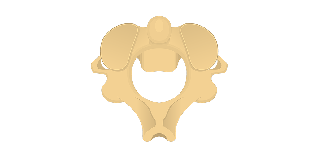 axis bone diagram