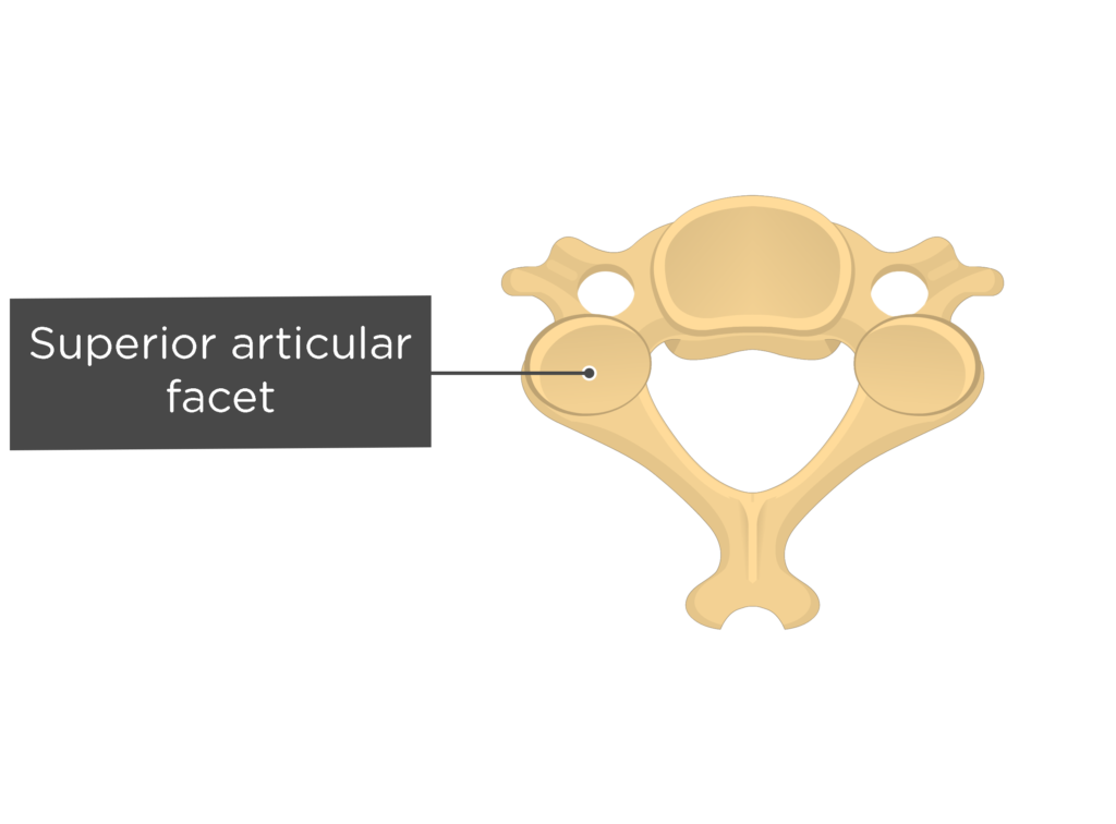 atlas vertebrae labeled
