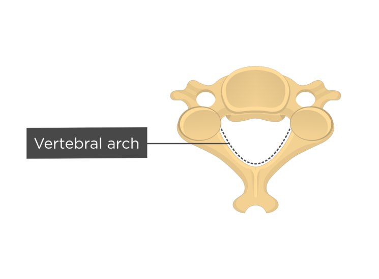 lumbar vertebrae vertebral arch