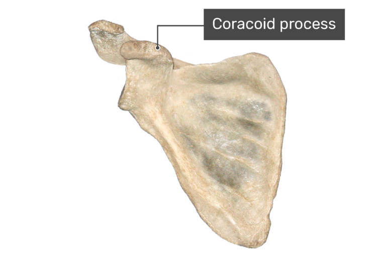 Anterior scapula bone with labeled coracoid process