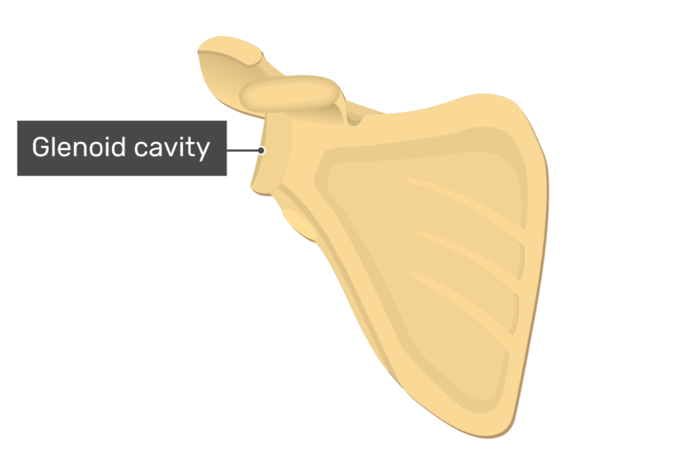 Anterior scapula with labeled glenoid cavity