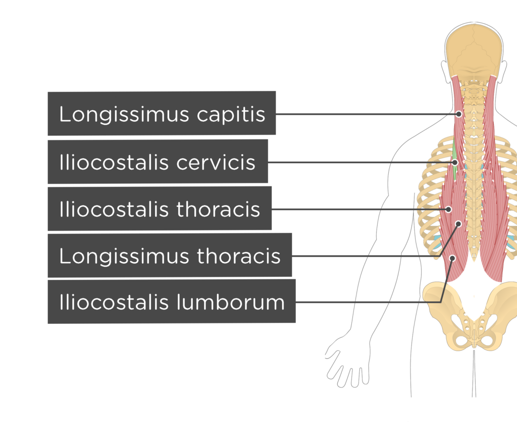 iliocostalis cervicis