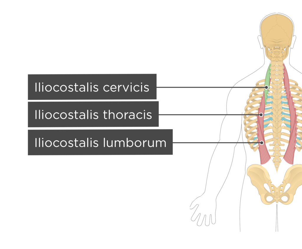 iliocostalis cervicis