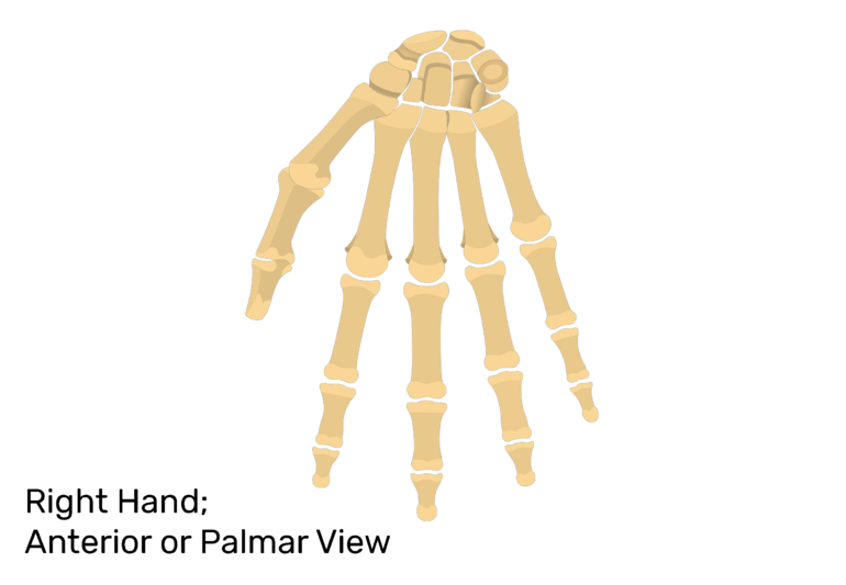 Metacarpal Bones: Anterior (Palmar) View