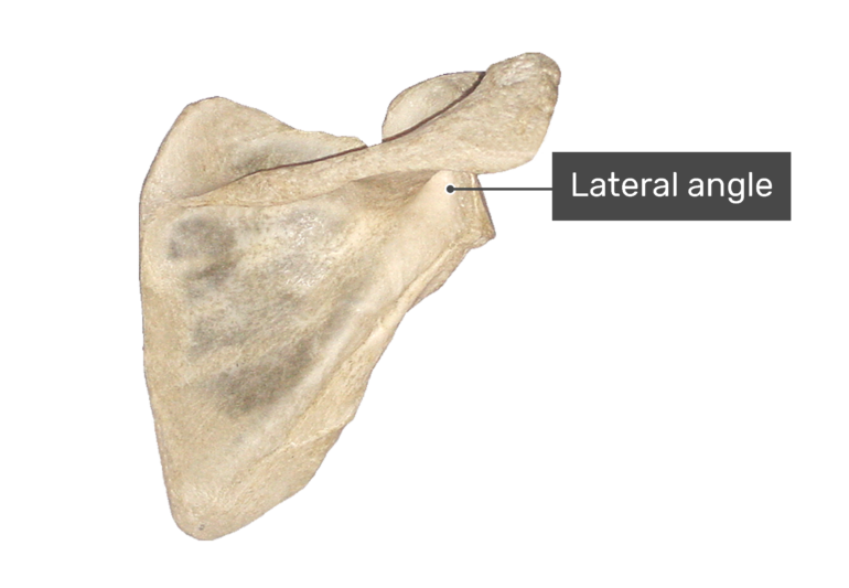 Posterior scapula bone with labeled lateral angle