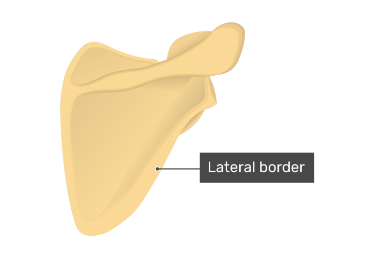 Posterior scapula with labeled lateral border