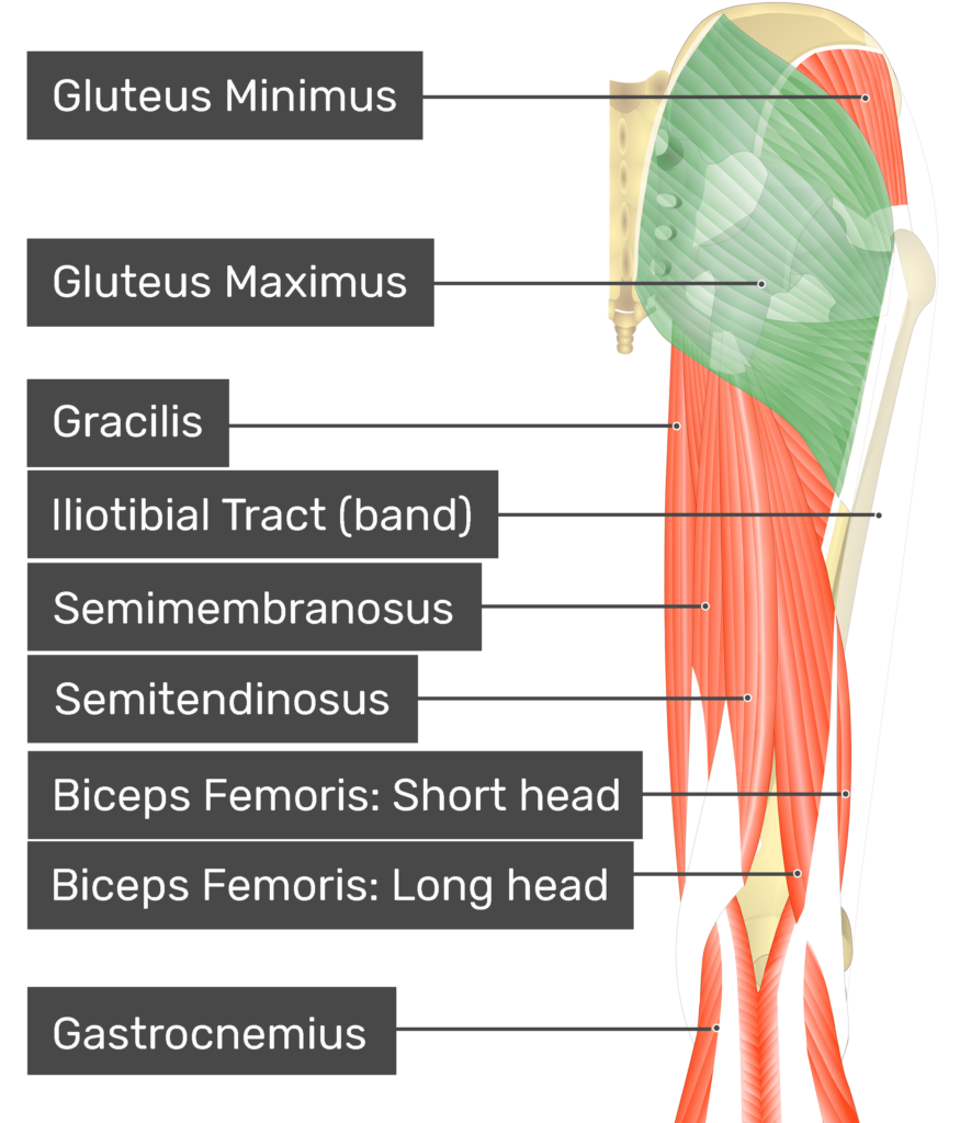 Gluteus Maximus Anatomy Muscles Stock Illustration 145358122