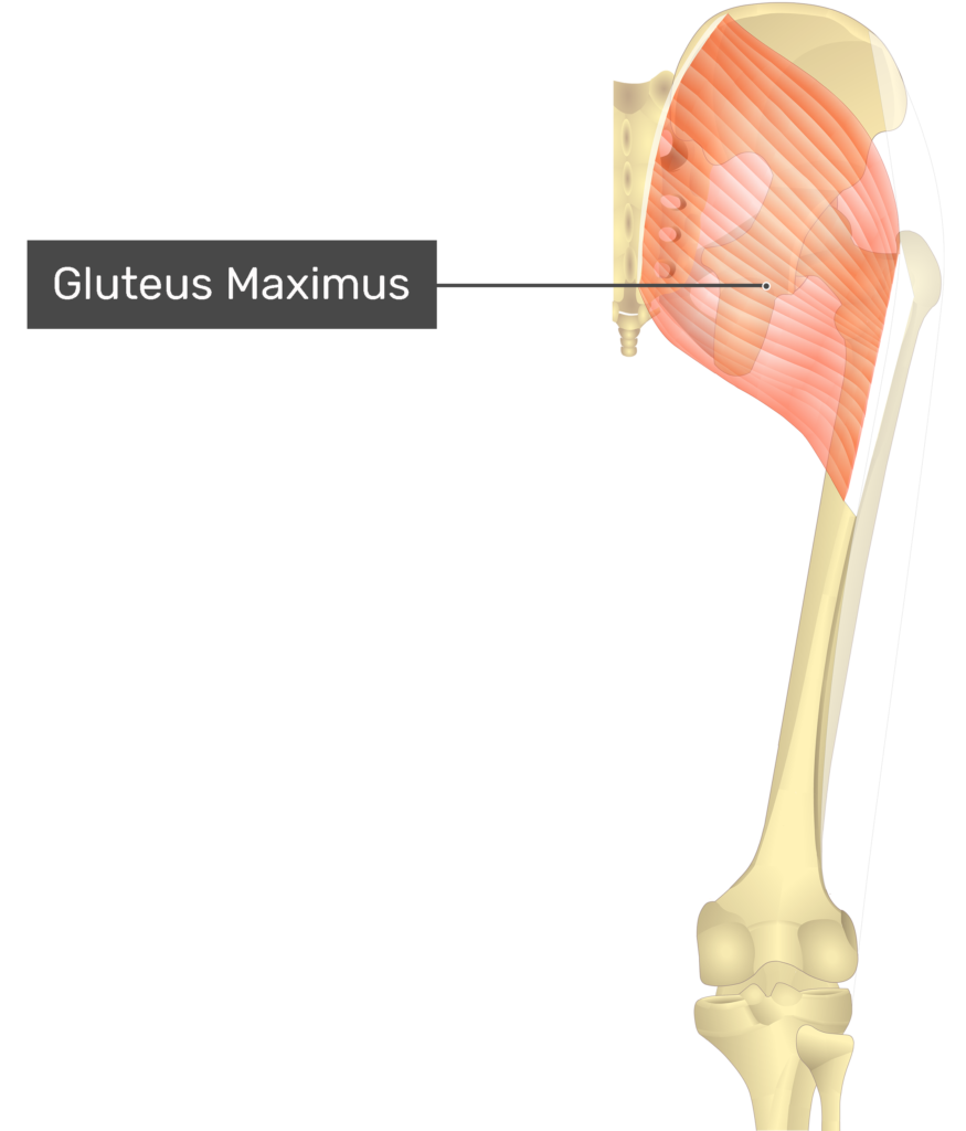 Gluteus maximus - Origin, insertion and actions