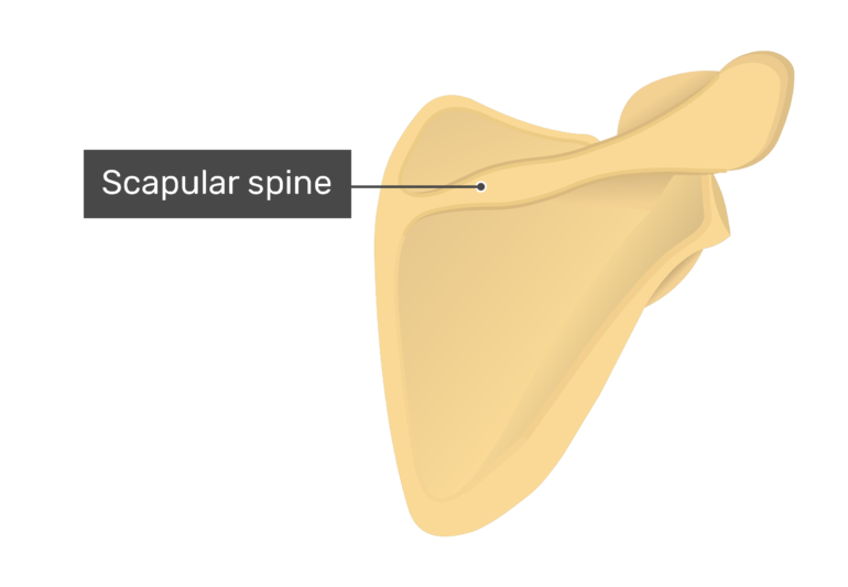 Posterior scapula with labeled scapular spine