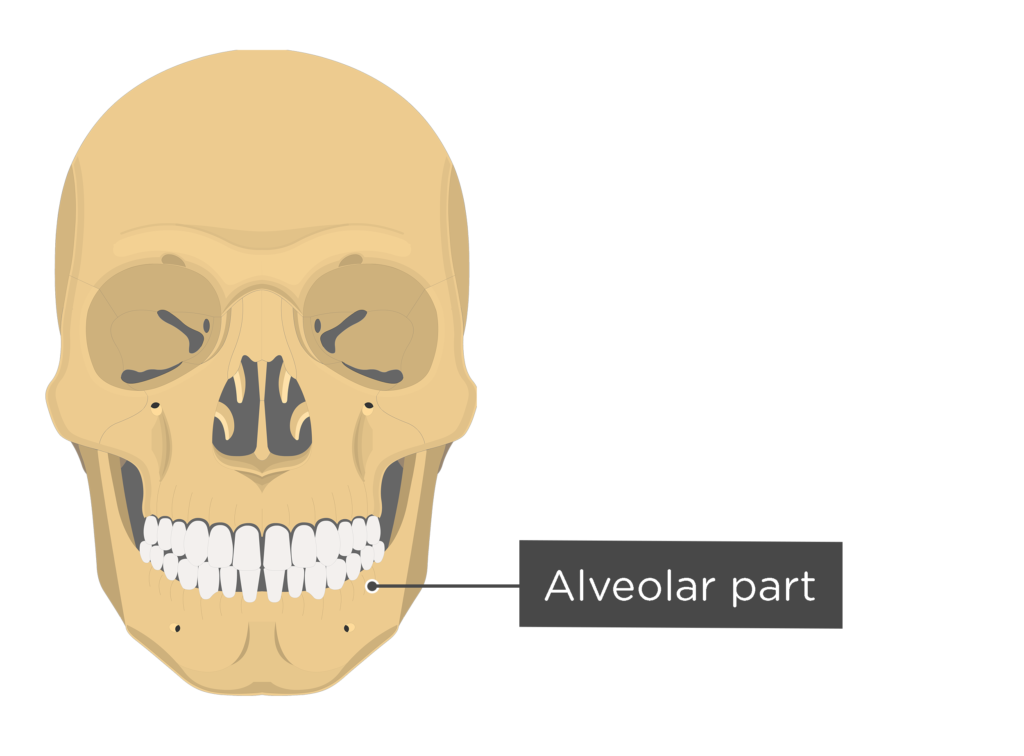 skull anterior view labeled