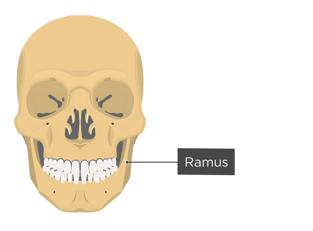 facial bones labeled