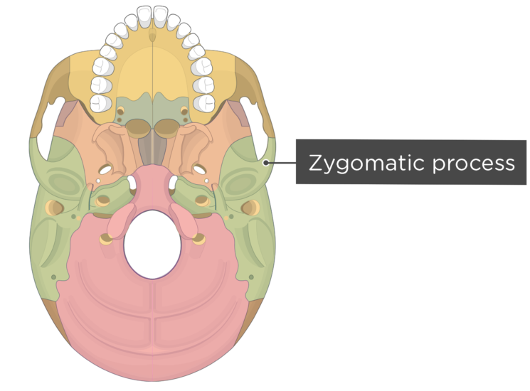 zygomatic arch inferior view