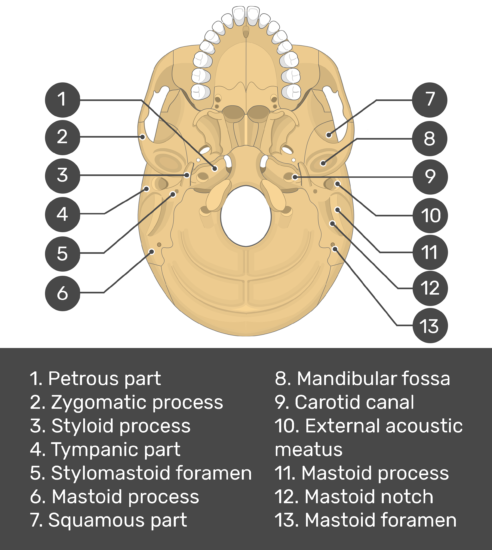 Occipital Bone Markings
