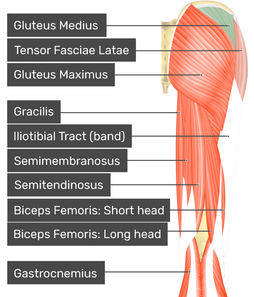 Gluteus-Medius - The Muscle Medics