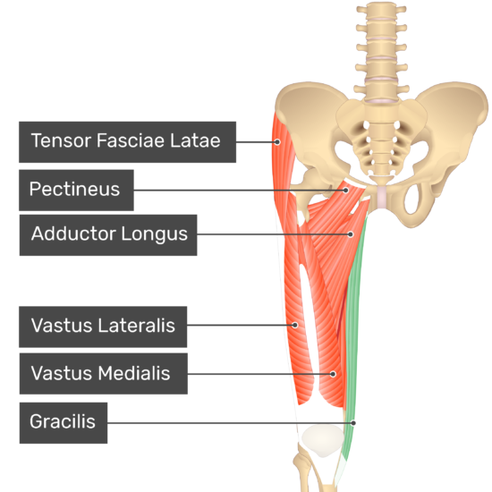 Gracilis Muscle Origin Insertion And Actions Getbodysmart