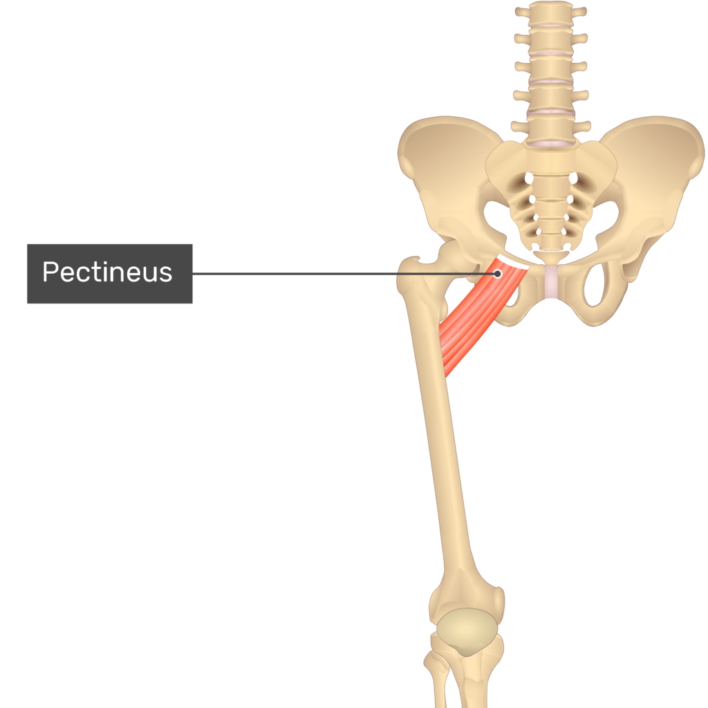 pectineus origin and insertion
