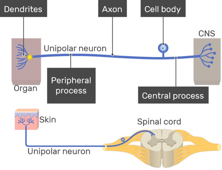 unipolar neuron dendrite