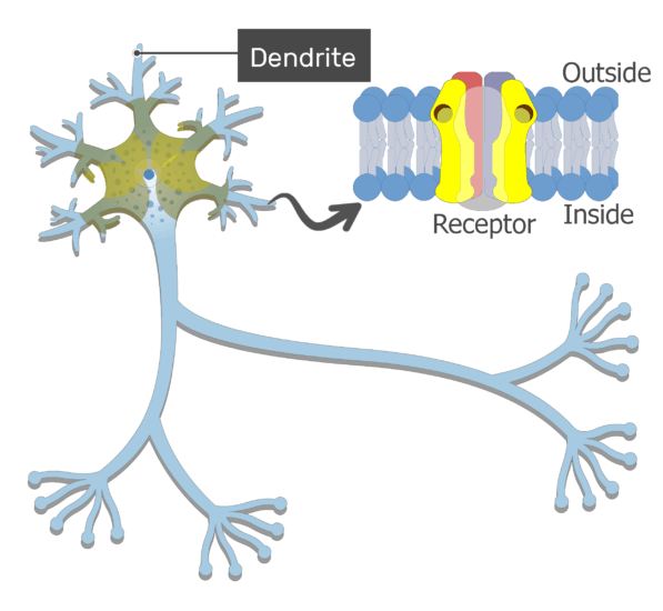action potentials are generated in both dendrite and axon a