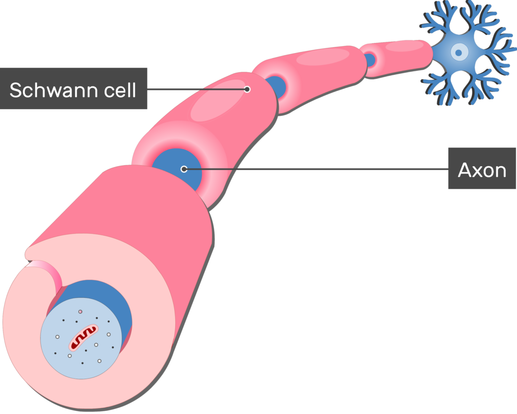 myelinated axon diagram