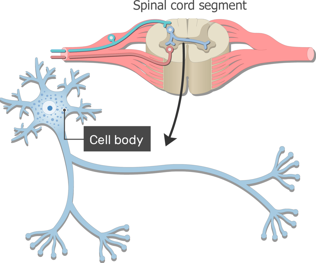 neuron cell model labeled