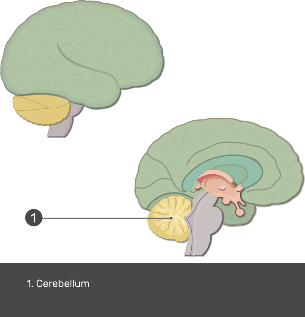 cerebellum function tests